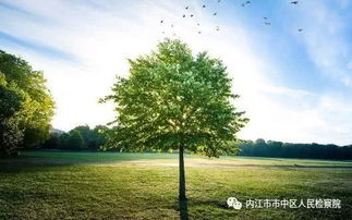 守護青山綠水 市中區檢察院成功辦理一起盜伐林木刑事附帶民事公益訴訟案